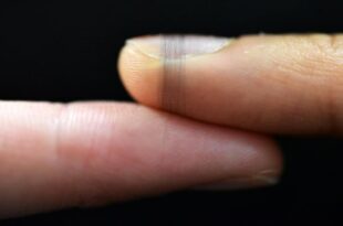 Capteurs électronique écologique en soies d'araignée qui va révolutionner la bioélectronique