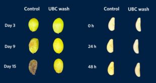 Ce lavage maison élimine 96 % des pesticides de vos fruits, et c'est du sérieux