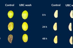 Ce lavage maison élimine 96 % des pesticides de vos fruits, et c'est du sérieux