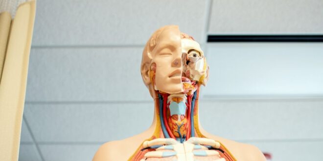 Chaque partie de notre corps vieillit à un rythme différent