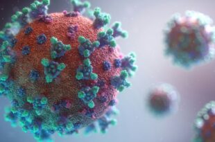 Des chercheurs ont découvert un interrupteur qui empêche le système immunitaire d'attaquer les cellules saines