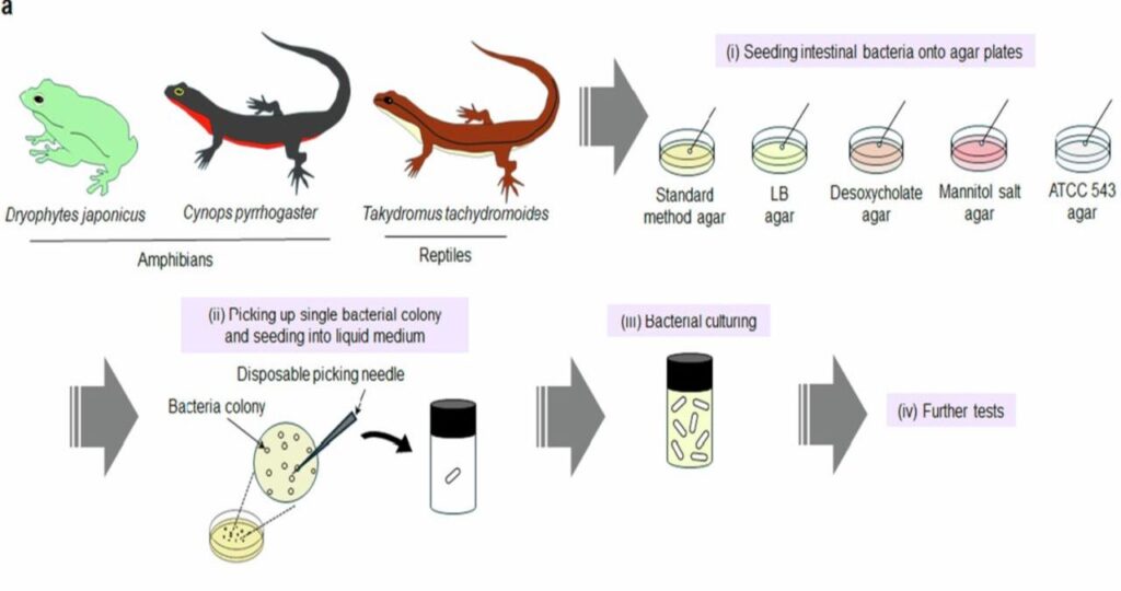 Une bactérie découverte dans l'intestin d'une grenouille élimine 100 % des tumeurs cancéreuses chez la souris avec une seule injection
