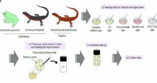 Une bactérie découverte dans l'intestin d'une grenouille élimine 100 % des tumeurs cancéreuses chez la souris avec une seule injection