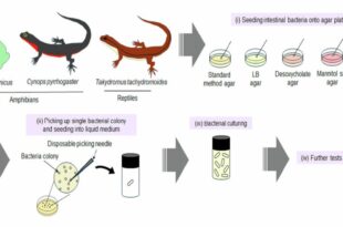 Une bactérie découverte dans l'intestin d'une grenouille élimine 100 % des tumeurs cancéreuses chez la souris avec une seule injection
