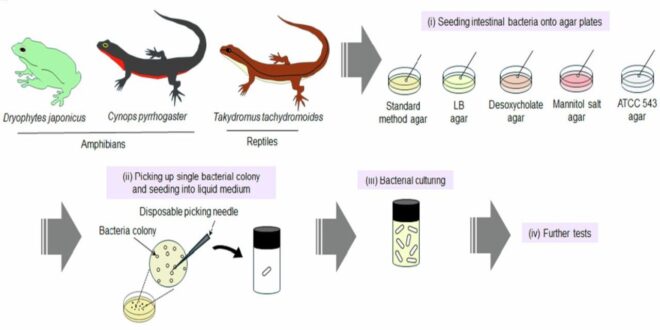 Une bactérie découverte dans l'intestin d'une grenouille élimine 100 % des tumeurs cancéreuses chez la souris avec une seule injection