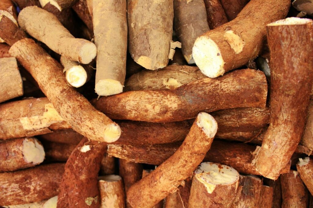 Manioc l'aliment « le plus mortel » du monde, vraiment