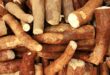 Manioc l'aliment « le plus mortel » du monde, vraiment