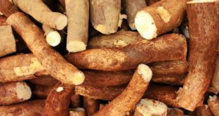 Manioc l'aliment « le plus mortel » du monde, vraiment