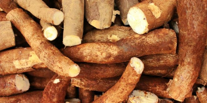 Manioc l'aliment « le plus mortel » du monde, vraiment