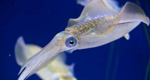 Transparence de la peau du calmar opalescent femele