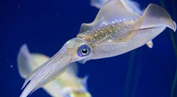 Transparence de la peau du calmar opalescent femele