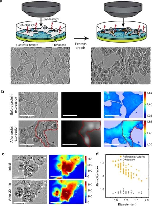 Évaluation des caractéristiques optiques des cellules humaines productrices de protéines de reflectine de calmar pour transparence