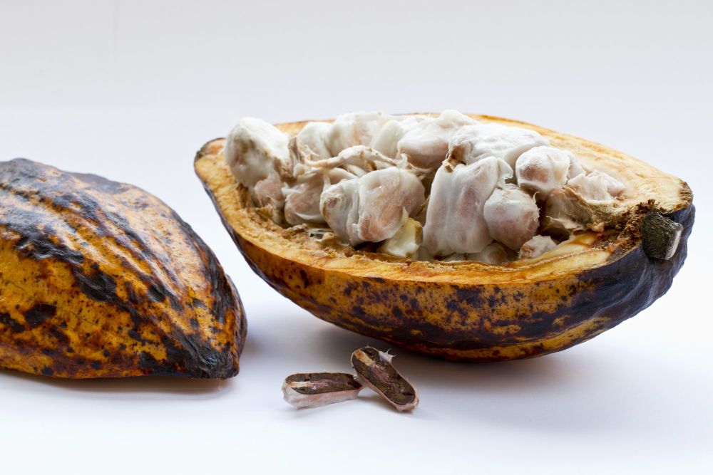 Du déchet au trésor comment des abeilles sauvages et des ondes sonores révolutionnent l'industrie du cacao