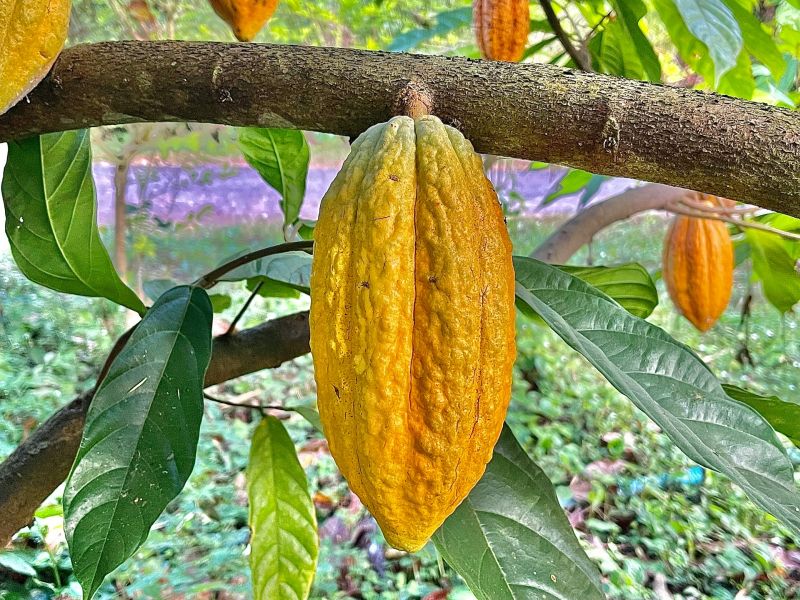 Du déchet au trésor comment des abeilles sauvages et des ondes sonores révolutionnent l'industrie du cacao