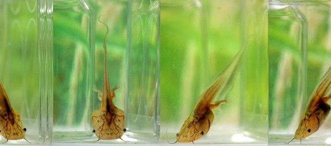 Les radicaux libres pourraient accélérer la régénération des tissus humains