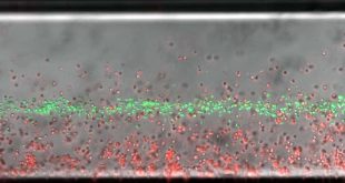 Les bio-ingénieurs font léviter les cellules mortes
