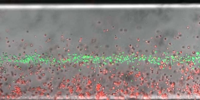 Les bio-ingénieurs font léviter les cellules mortes