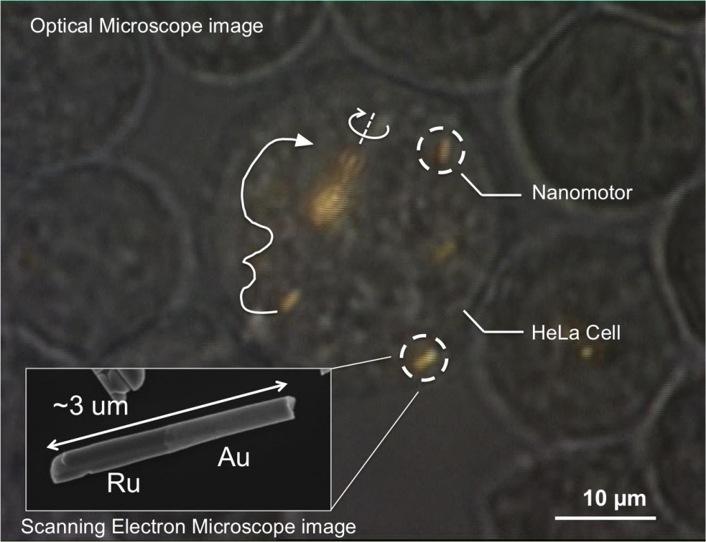 Les chercheurs arrivent à déplacer des nano moteurs dans le corps