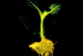 De La lumière sans électricité avec les plantes