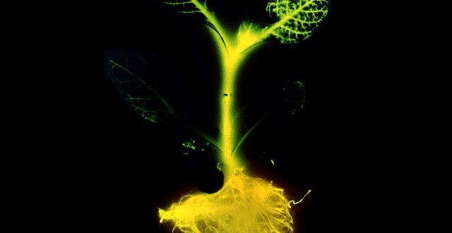 De La lumière sans électricité avec les plantes