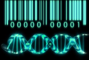 Le transistor biologique donne vie à l'informatique